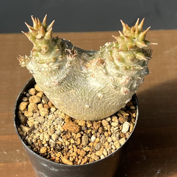 パキポディウム：ウィンゾリー（実生・ツインヘッド）2号鉢植え26-01