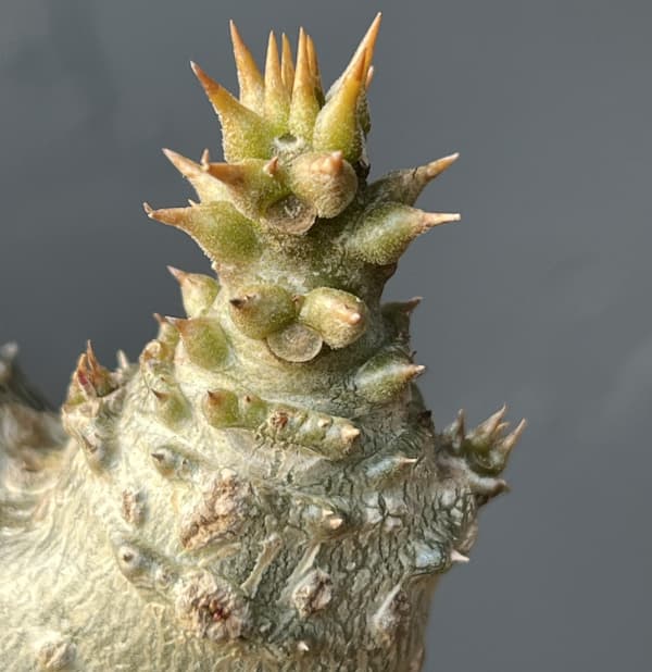 パキポディウム：ウィンゾリー（実生・ツインヘッド）2号鉢植え26-01