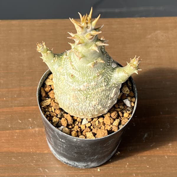 パキポディウム：ウィンゾリー（実生） 2号鉢植え26-02