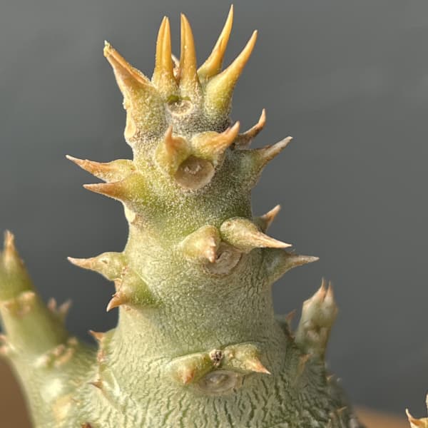 パキポディウム：ウィンゾリー（実生） 2号鉢植え26-02