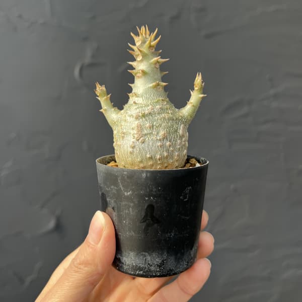 パキポディウム：ウィンゾリー（実生） 2号鉢植え26-02