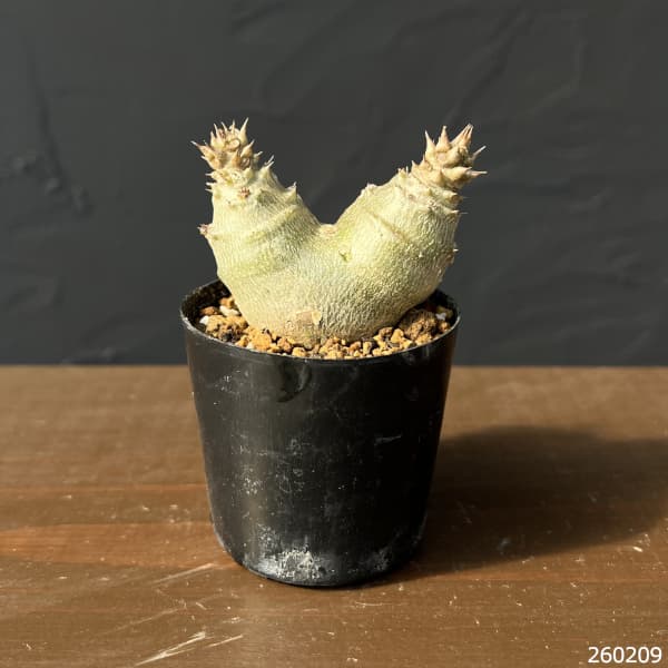 パキポディウム：ウィンゾリー（実生・ツインヘッド） 2号鉢植え26-03