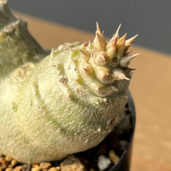 パキポディウム：ウィンゾリー（実生・ツインヘッド） 2号鉢植え26-03