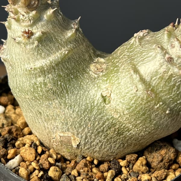 パキポディウム：ウィンゾリー（実生・ツインヘッド） 2号鉢植え26-03