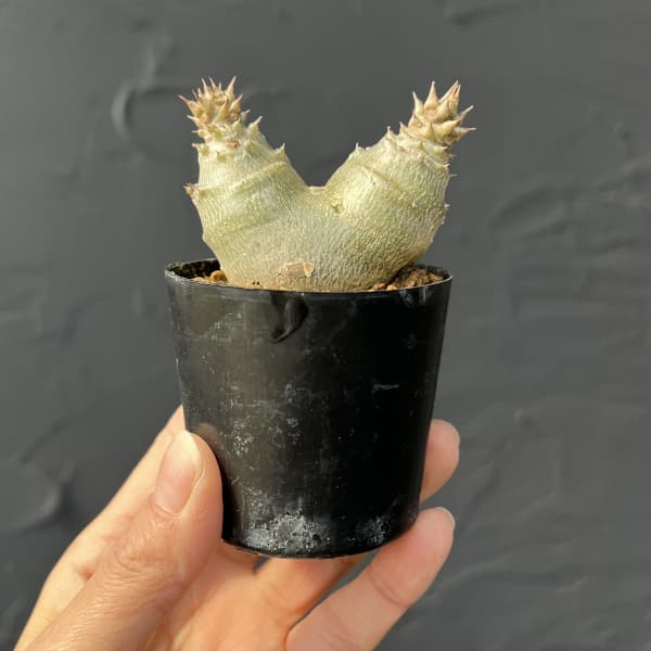 パキポディウム：ウィンゾリー（実生・ツインヘッド） 2号鉢植え26-03