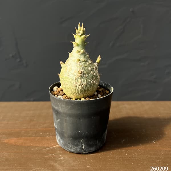 パキポディウム：ウィンゾリー（実生） 2号鉢植え26-04