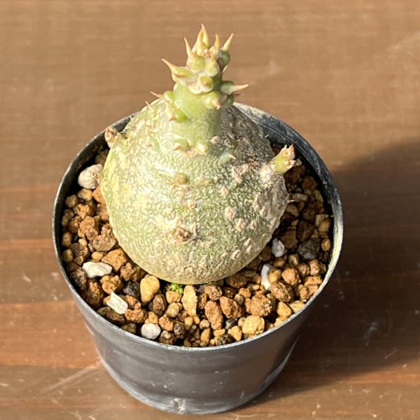 パキポディウム：ウィンゾリー（実生） 2号鉢植え26-04