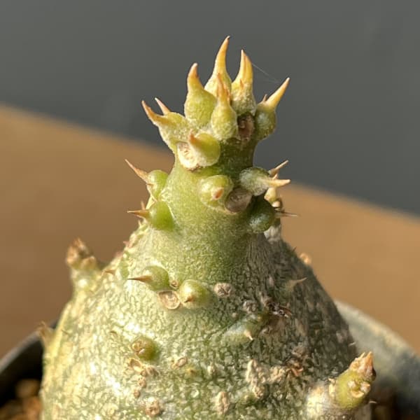 パキポディウム：ウィンゾリー（実生） 2号鉢植え26-04