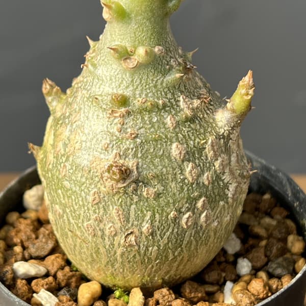 パキポディウム：ウィンゾリー（実生） 2号鉢植え26-04