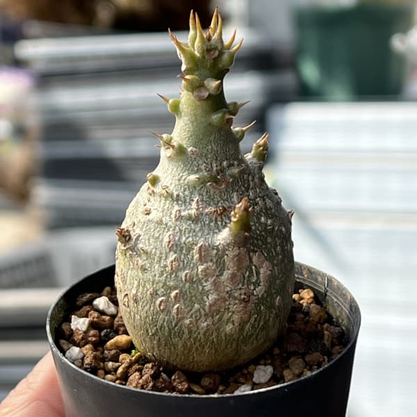 パキポディウム：ウィンゾリー（実生） 2号鉢植え26-04