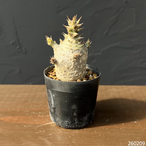 パキポディウム：ウィンゾリー（実生） 2号鉢植え26-05