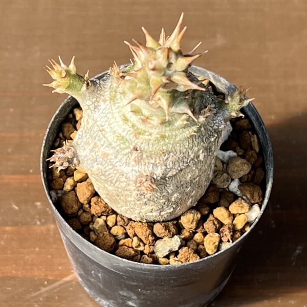 パキポディウム：ウィンゾリー（実生） 2号鉢植え26-05