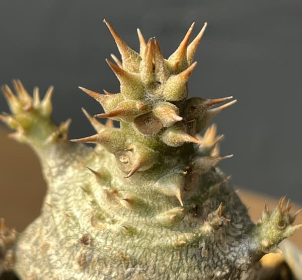 パキポディウム：ウィンゾリー（実生） 2号鉢植え26-05