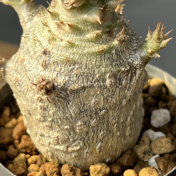 パキポディウム：ウィンゾリー（実生） 2号鉢植え26-05