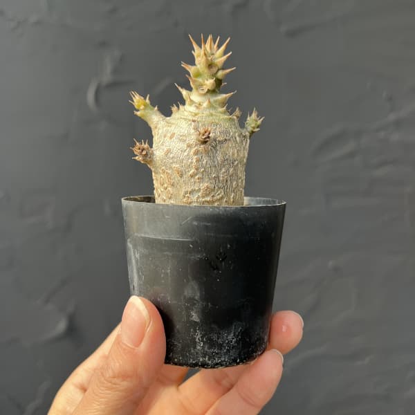 パキポディウム：ウィンゾリー（実生） 2号鉢植え26-05