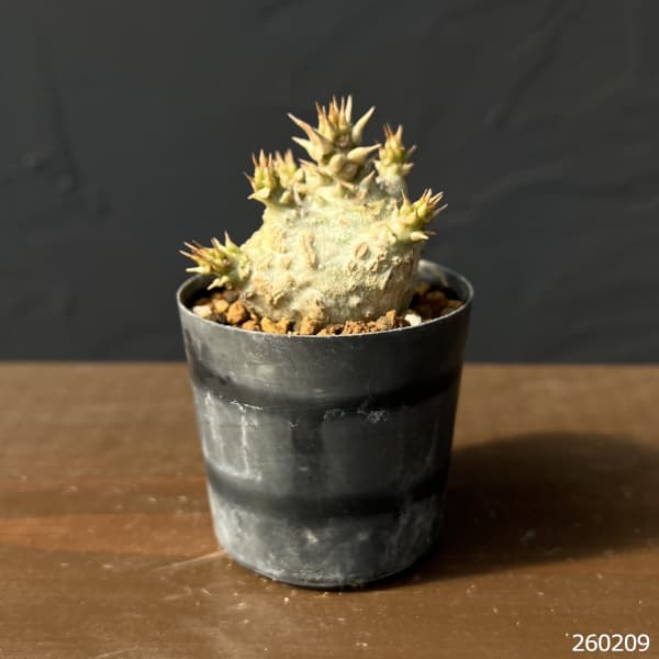 パキポディウム：ウィンゾリー（実生） 2号鉢植え26-06