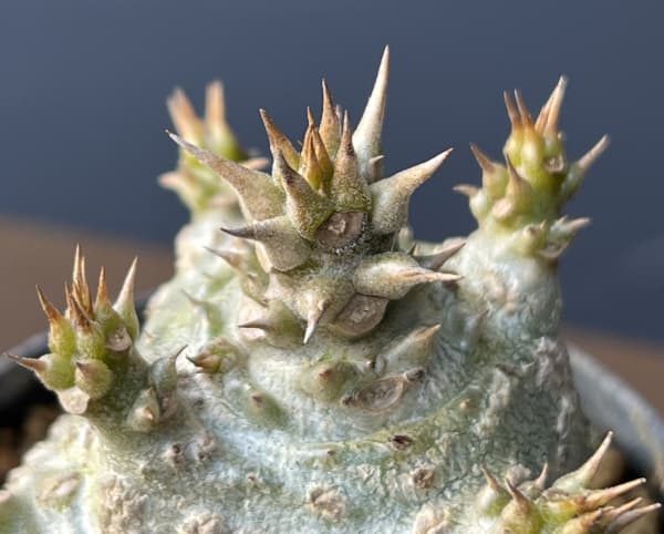 パキポディウム：ウィンゾリー（実生） 2号鉢植え26-06