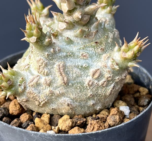 パキポディウム：ウィンゾリー（実生） 2号鉢植え26-06