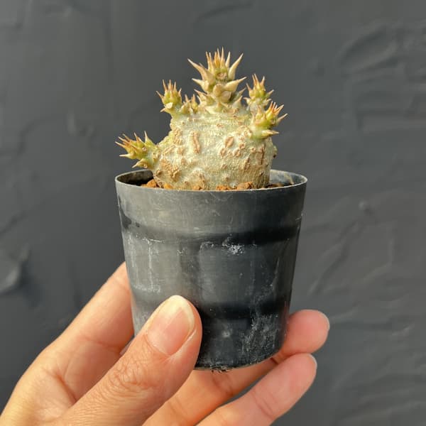 パキポディウム：ウィンゾリー（実生） 2号鉢植え26-06