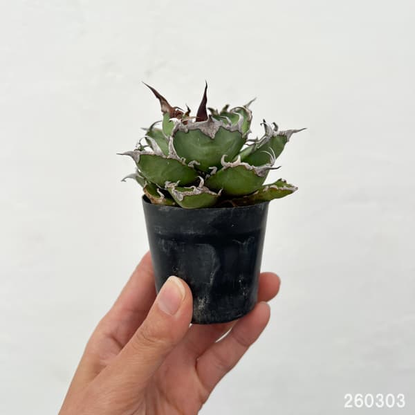 アガベ：チタノタ　シーザー（凱撤）　2号鉢植え