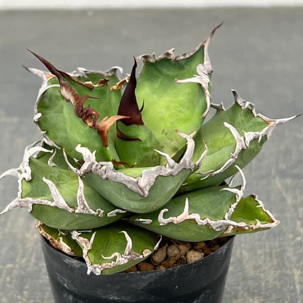 アガベ：チタノタ　シーザー（凱撤）　2号鉢植え