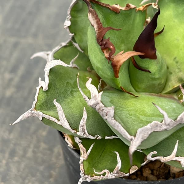 アガベ：チタノタ　シーザー（凱撤）　2号鉢植え