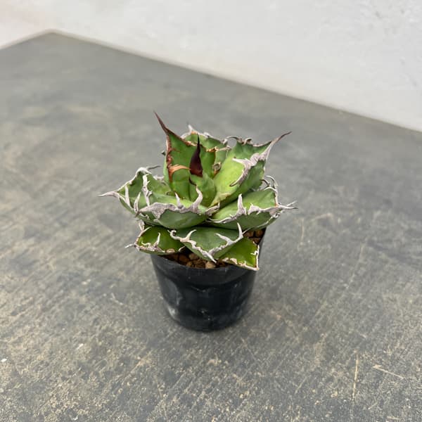 アガベ：チタノタ　シーザー（凱撤）　2号鉢植え