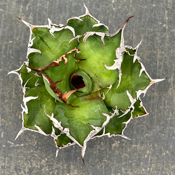 アガベ：チタノタ　シーザー（凱撤）　2号鉢植え