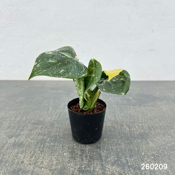 モンステラ:タイコンステレーション 2号ポット*