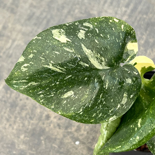 モンステラ:タイコンステレーション 2号ポット*