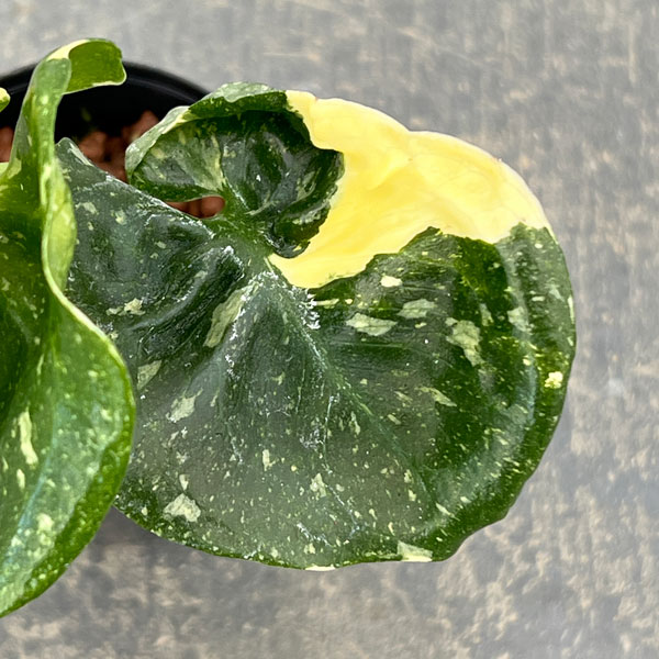 モンステラ:タイコンステレーション 2号ポット*