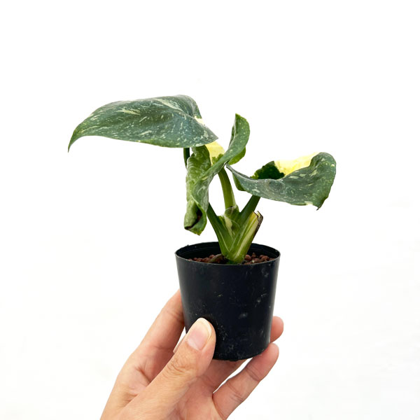 モンステラ:タイコンステレーション 2号ポット*