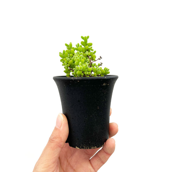 ドロサンテマム:密橘(みかん) 2.5号鉢植え