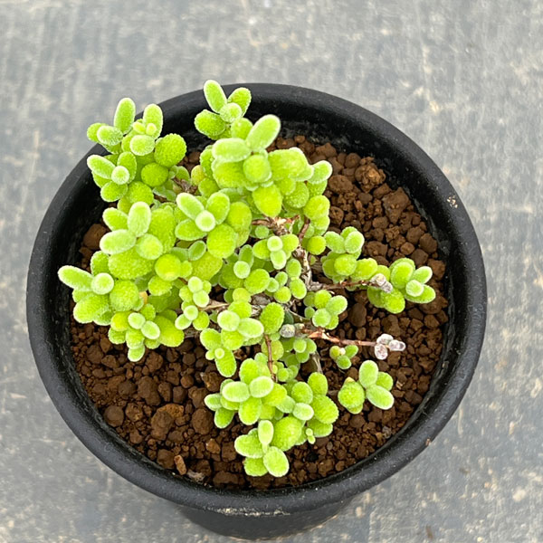 ドロサンテマム:密橘(みかん) 2.5号鉢植え