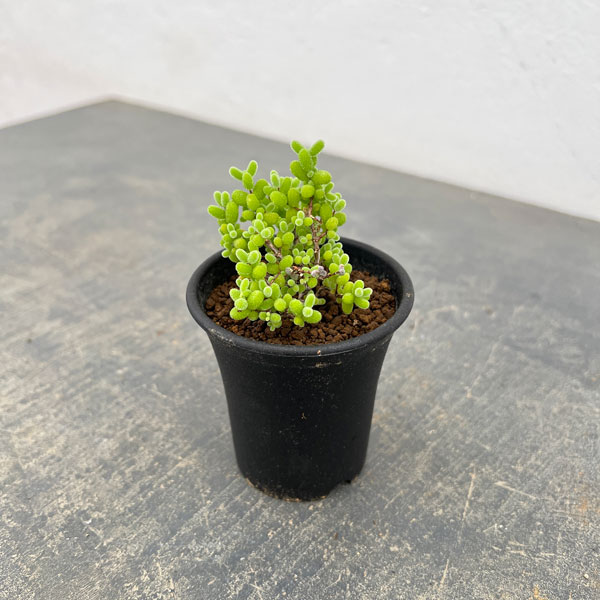 ドロサンテマム:密橘(みかん) 2.5号鉢植え