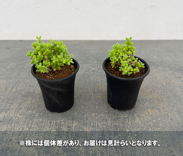 ドロサンテマム:密橘(みかん) 2.5号鉢植え