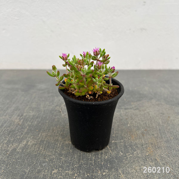 ドロサンテマム:レッドダイヤモンド 2.5号鉢植え