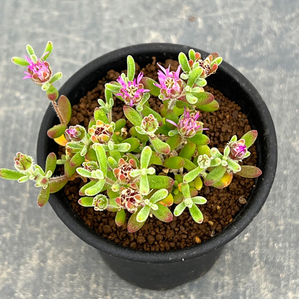 ドロサンテマム:レッドダイヤモンド 2.5号鉢植え