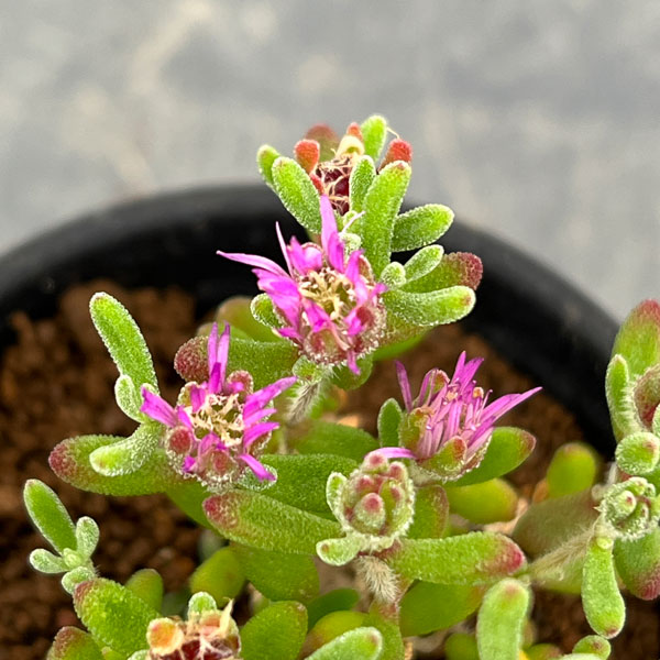 ドロサンテマム:レッドダイヤモンド 2.5号鉢植え