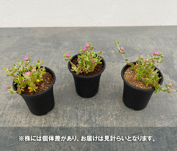 ドロサンテマム:レッドダイヤモンド 2.5号鉢植え