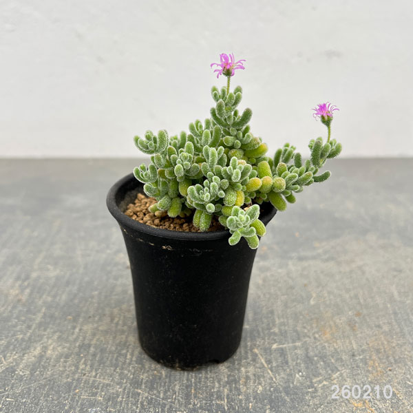 ドロサンテマム：ｓｐ.スキルパッド（水晶）　2.5号鉢植え