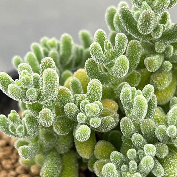 ドロサンテマム：ｓｐ.スキルパッド（水晶）　2.5号鉢植え