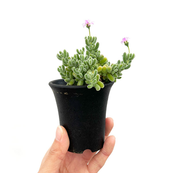 ドロサンテマム：ｓｐ.スキルパッド（水晶）　2.5号鉢植え