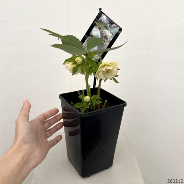 クリスマスローズ：スウィングダブル26-17／1.5Lポット【現品販売】