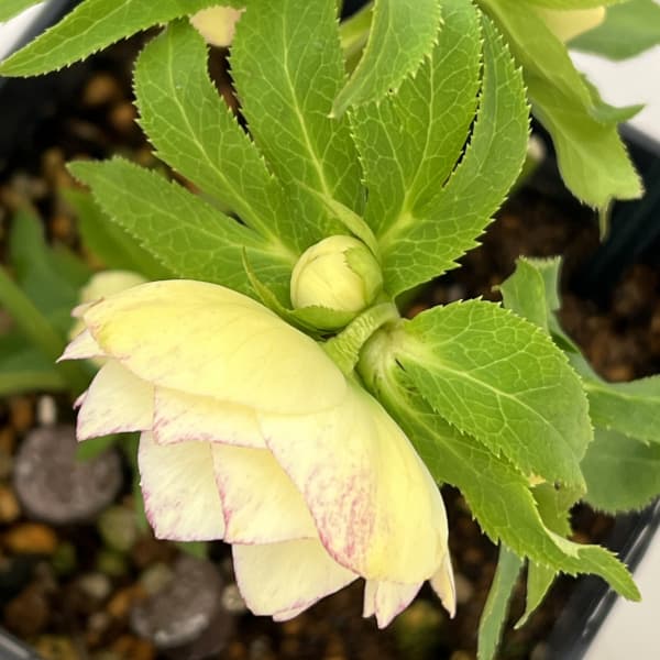 クリスマスローズ：スウィングダブル26-17／1.5Lポット【現品販売】（開花終了株）