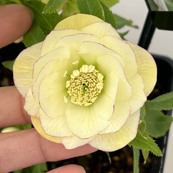 クリスマスローズ：スウィングダブル26-17／1.5Lポット【現品販売】（開花終了株）