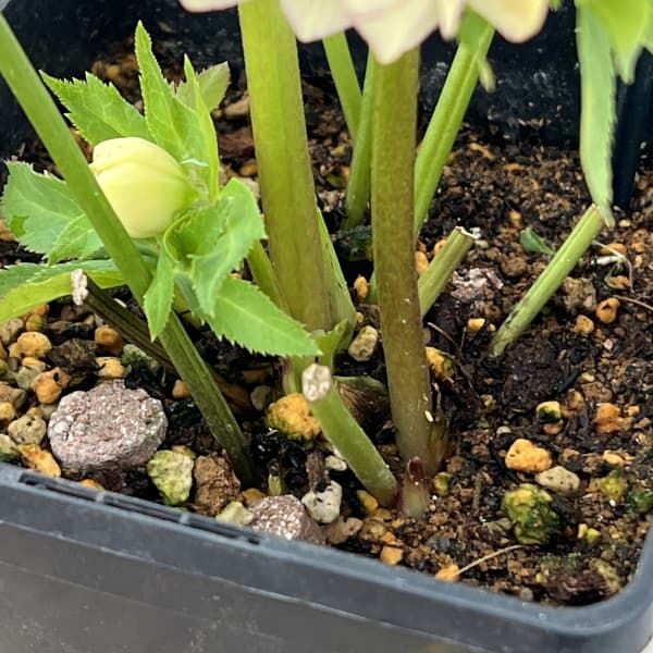 クリスマスローズ：スウィングダブル26-17／1.5Lポット【現品販売】（開花終了株）