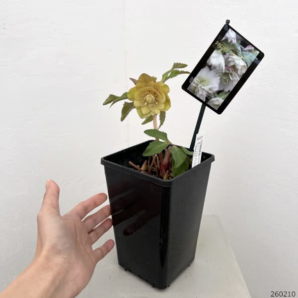 クリスマスローズ：スウィングダブル26-18／1.5Lポット【現品販売】