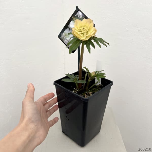 クリスマスローズ：スウィングダブル26-19／1.5Lポット【現品販売】