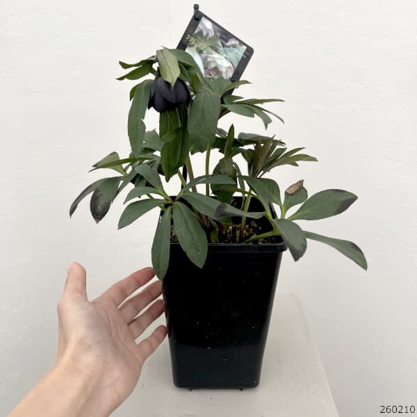 クリスマスローズ：スウィングダブル26-20／1.5Lポット【現品販売】